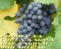 Альфа