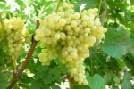 Кишмиш К342