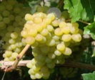 Кишмиш К342