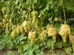 Кишмиш К342
