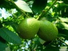 Орех грецкий Южно-Бужский (Ю.Дробаха)
