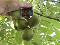 Орех грецкий "Великан"