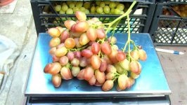 Парижанка (Капелюшный В.У.) Парижанка (Капелюшный В.У.)