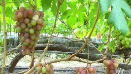 Румба (Капелюшный В. У) Румба (Капелюшный В. У)